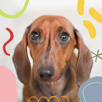 Urbane Music for Well Trained Dogs - Dogs at Home