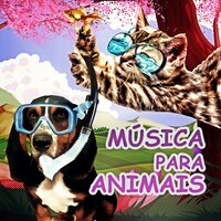 Cão a Gato - Academia de Música para Animais