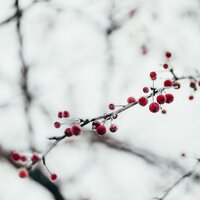 A Very Merry Christmas! - Christmas Workout, Stress Reducing Music Zone, Celtic Harp Soundscapes & Celtic Harp Soundscapes & Stress Reducing Music Zone & Christmas Workout