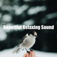 Beautiful Relaxing Sound - Nature Bird Sounds