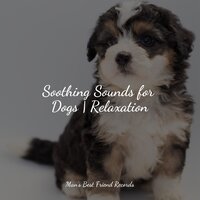 Spa Music - Jazz Music Therapy for Dogs & RelaxMyDog & Jazz Music for Dogs
