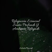 Sereno Y Calmante - Meditacion & Musica para Dormir 101 & Musica Relajante New Age Culture