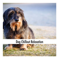 Pet Bedtime Rest - Calming Doggy Sleep