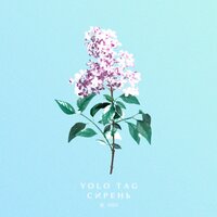 Сирень - YOLO TAG