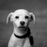Feelings - Separation Anxiety - Laid Back Dog Calming Music