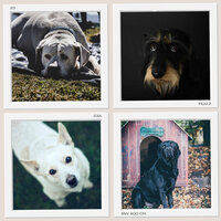 Cuddly (Music) - Relaxing Music for Dogs