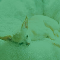 Lively Tenor Saxophone Solo - Vibe for Dog Therapy - Dog Calming Music