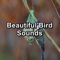 Nature Doves Sounds - Yoga Music & Nature And Bird Sounds & Nature Bird Sounds