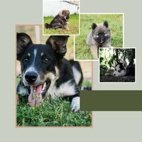 Exciting Dog Calming - Doggy Music Radio