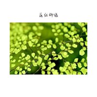 春暖花开 - 回忆音乐盒