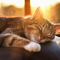 La Gracia De Las Patas Silenciosas - Musicoterapia para gatos & Barba sabia & Drones Congelados