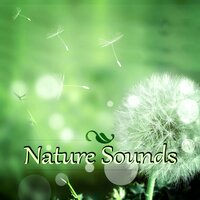 Yoga Music - Relaxing Music Pro Effects Unlimited