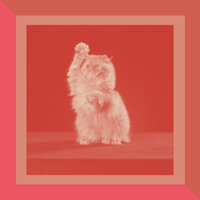 Luxurious Ambience for Stressed Kittens - Cat Music Jukebox