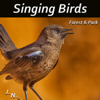 Birds In Forest 03 - John Nature