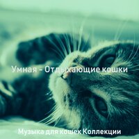 Чувство (Отдыхающие кошки) - Музыка для кошек Коллекции
