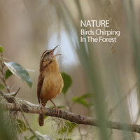 Chickadee Song - Easy Listening Background Music & Native American Nature & Nature Sounds Piano