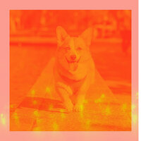 High Class Bossa Nova - Vibe for Relaxing Your Dog - Dog Music Library