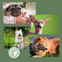 Simple (Music) - Musica Relajante para Perros Momentos