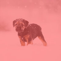 Hot Tenor Saxophone Solo - Vibe for Sleeping Puppies - Relax My Dog Music