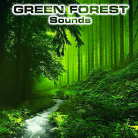Light Soothing Forest Rain - Forest Atmosphere Sounds & Forest Nature Sounds & Green Forest Sounds & Sleep Rain Sound FX & Sleepy Rain Sound & Rain Atmosphere Sounds