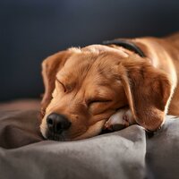 Melodías Pacíficas Para Mascotas - Colección de Ruidos Bellos & Biblioteca para animales & Sonidos para criaturas en paz