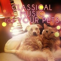 Violin Sonata No. 33 in E-Flat Major, K. 481: III. Allegretto con variazioni - Pet Music Collection & Вольфганг Амадей Моцарт