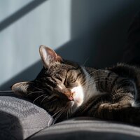 Ritmo De Latidos Suaves - Música para perros y gatos & Música fácil de escuchar el domingo por la mañana & Banda Marina