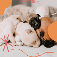 Happy Chill Dogs - Dog Music Hour