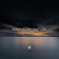 Forest Relaxation - White Noise Therapy