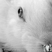 Follow the White Rabbit - Skafandr