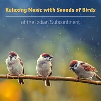 Hypnotic Sounds (Relax Easily) - Bird Sounds