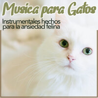 La Estrella Más Brillante - RelaxMyCat & Cat Music Dreams