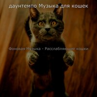 Музыка (Эхо) - даунтемпо Музыка для кошек