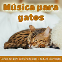 Canción de Gato Para una Noche Tranquila - Cat Music Dreams & RelaxMyCat