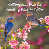 Breezy Tropical Forest - The Nature Project & Sounds of Nature Noise & The Nature Soundscapes