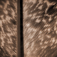 Feathers and Gusts - Fabio Mina