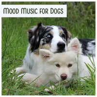 Secret Life, Well Being - Pet Relax Academy