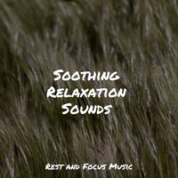 Nature's Piano - Ambiente & Spa & Ambientalism