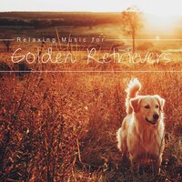 Music to Train a Dog - Dog Bedtime