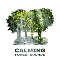 Night Dream - Relaxing With Sounds of Nature and Spa Music Natural White Noise Sound Therapy