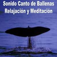 Madre Ballena - Sonido Canto de Ballenas