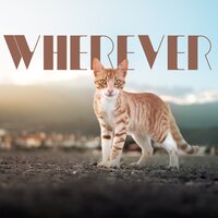 See Me - Music For Cats & Cat Music & Cats Music Zone