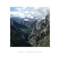 Frogs & Birds in a Relaxing River - Mind Groove