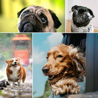 Feelings - Stressed Pup - Calming Dog Jazz