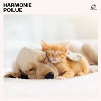 Musique Reiki pour Chiens - Musique pour Chiens & Détente Chat Zone & Relaxation pour Animaux e Compagnie & Thérapie Sonore pour Animaux