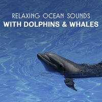 Restful Sounds of Dolphins & Waves - Soothing Ocean Waves Universe