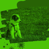 Mellow Music for Relaxing Your Dog - Relaxing Dog Music