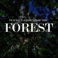 Peaceful Ambience of the Forest, Pt. 53 - Nature Sounds from TraxLab, Calming Sounds from TraxLab & White Noise from TraxLab & Calming Sounds from TraxLab & Nature Sounds from TraxLab & White Noise from TraxLab