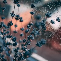 Raindrops for Falling Asleep - Rain Sleep Music