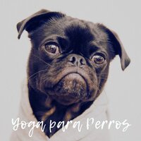 Yo y mi Mascota - Música Relajante para Perros